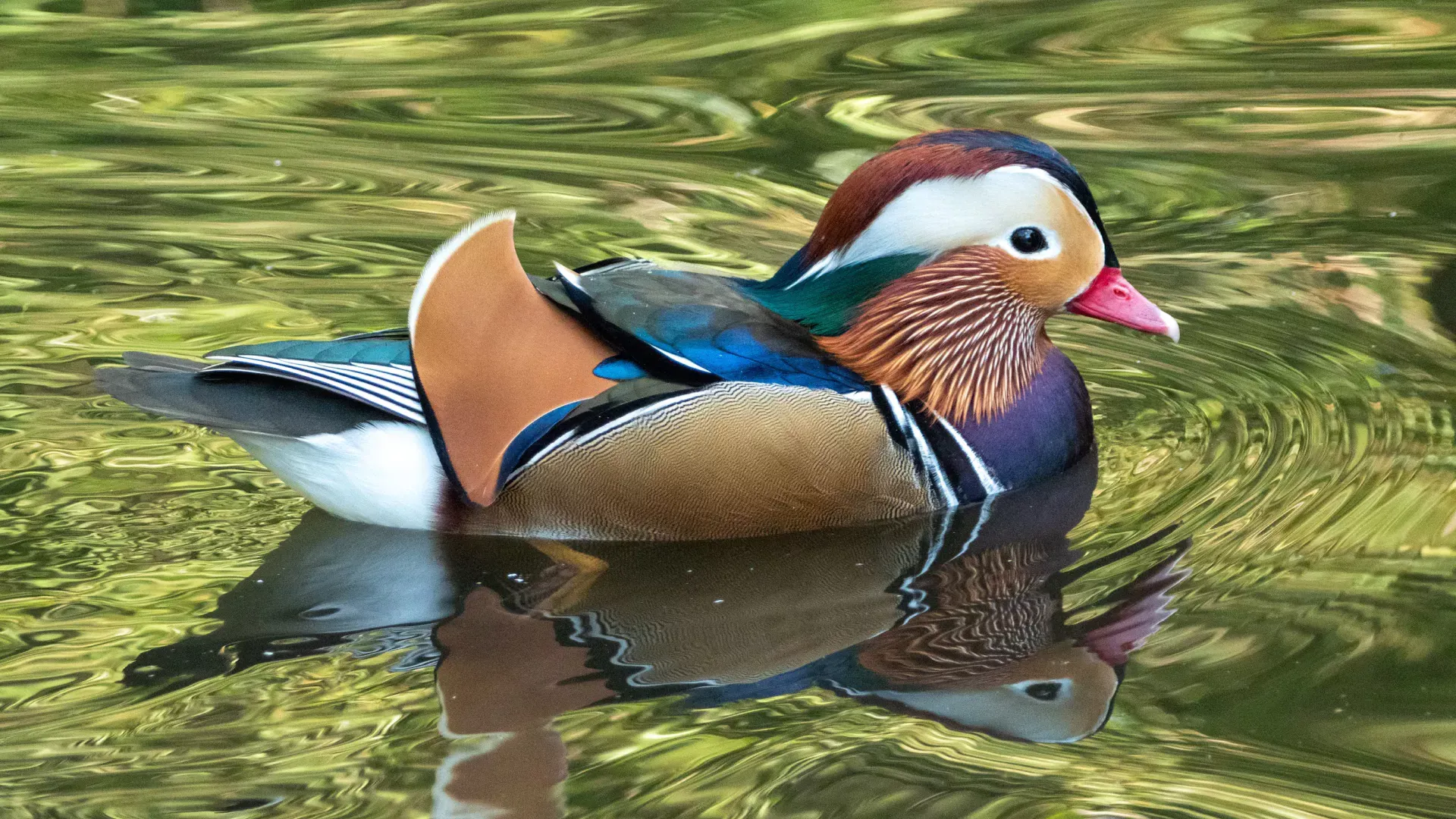 Mandarin Duck Blades translation